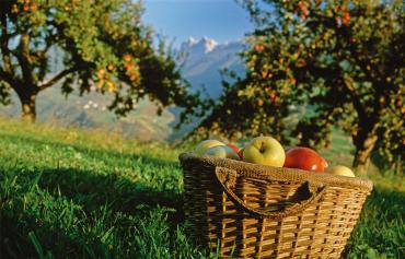 Apfelbauernhof im Vinschgau